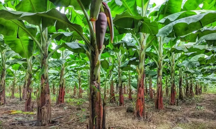 Mô hình trồng chuối tây hiệu quả kinh tế cao áp dụng cách trồng chuối tây không bị sâu
