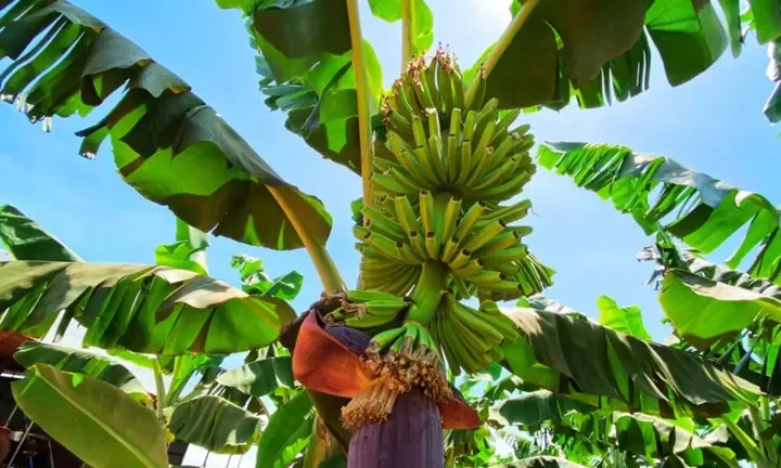 Trồng chuối tây bao lâu thì thu hoạch và cách bảo quản sau khi đã áp dụng cách trồng chuối tây không bị sâu