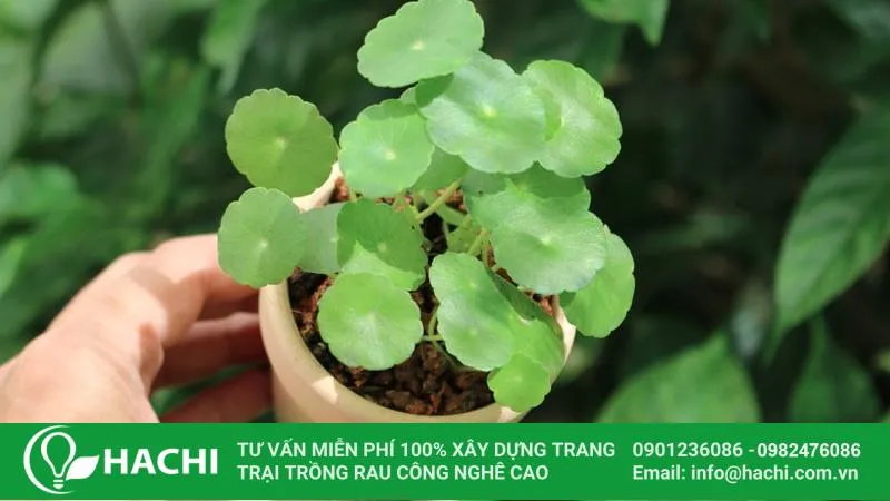 Cỏ đồng tiền mang ý nghĩa phong thủy tốt đẹp