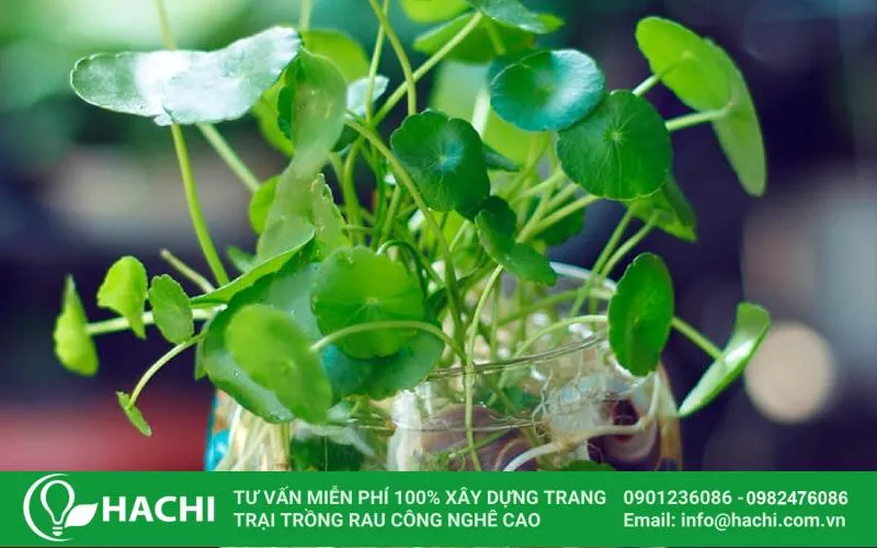 Không để bình trồng cỏ đồng tiền thủy sinh bị cạn nước