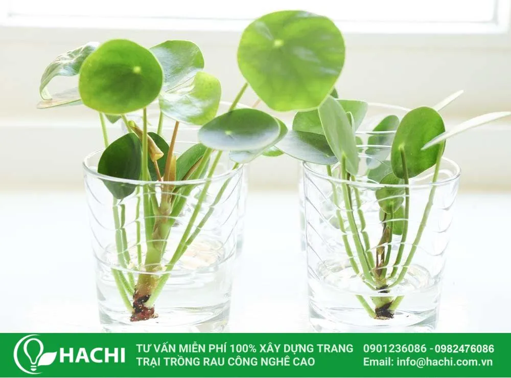 Nên dùng chậu trồng trong suốt để quan sát được toàn bộ vẻ đẹp của cây cỏ đồng tiền thủy sinh