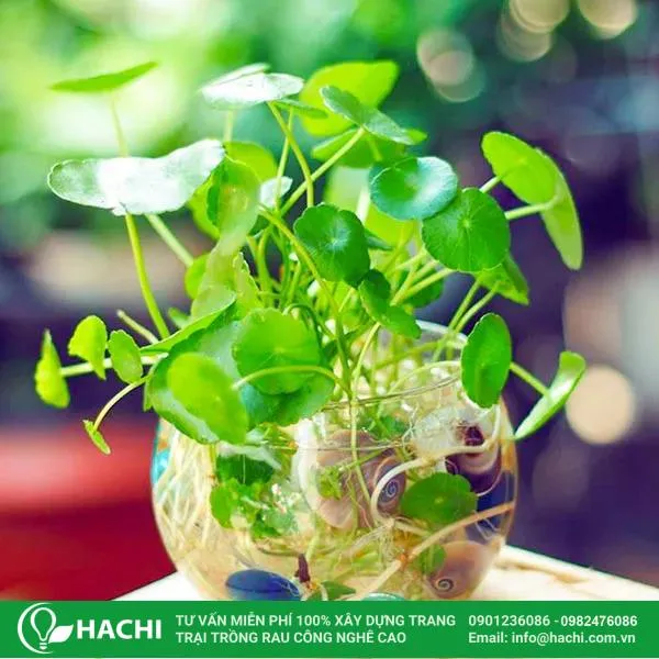 Nên đưa cỏ đồng tiền ra hứng nắng mỗi tuần một lần