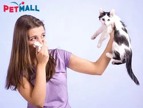 Cỏ mèo tươi và khô đã được thu hoạch