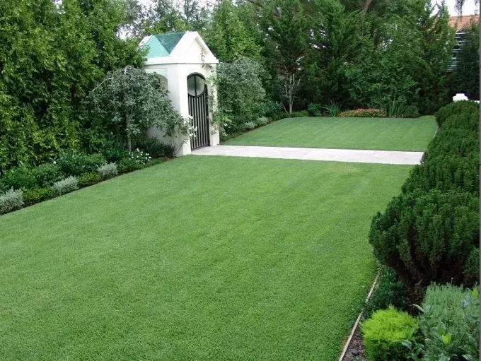 Cách trồng cỏ nhung Nhật bằng hạt để cỏ lên đều và đạt chất lượng thảm cao