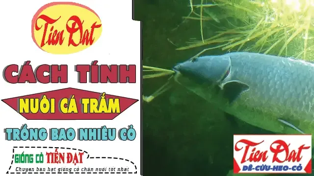 Cỏ Stylo có lá xanh tốt, thân cây và hoa nhỏ màu vàng.