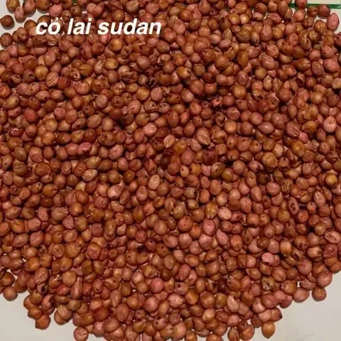 Giới Thiệu Cỏ Sudan Lai