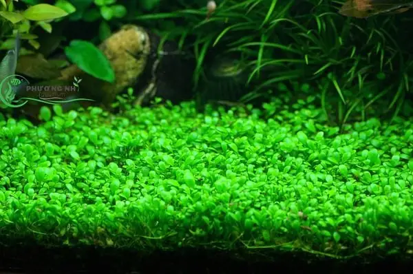 Cách Trồng Cỏ Trân Châu Nhật Thủy Sinh Tạo Thảm Xanh Mướt Chuyên Nghiệp