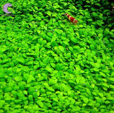 Cách Trồng Cỏ Trân Châu Nhật Thủy Sinh Tạo Thảm Xanh Mướt Chuyên Nghiệp