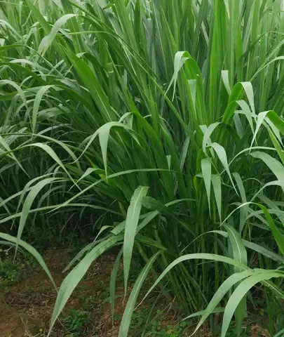 Hình ảnh minh họa đồng cỏ voi xanh mướt, sẵn sàng thu hoạch