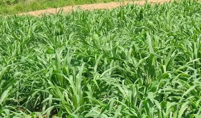 Hình ảnh minh họa kỹ thuật gieo hạt cỏ voi