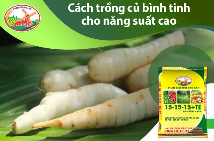 Cách Trồng Cây Củ Lùn Đạt Năng Suất Cao Và Củ Chất Lượng Cách Trồng Cây Củ Lùn Đạt Năng Suất Cao Và Củ Chất Lượng