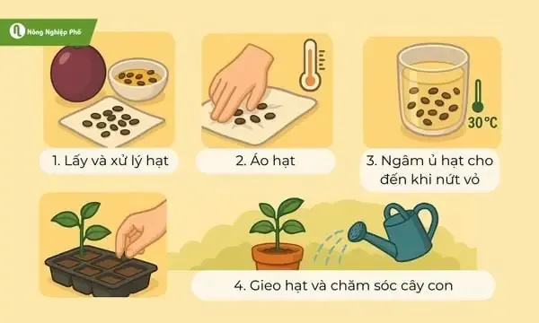 Thu hoạch củ cải đỏ khi củ đã phình to, màu sắc tươi đẹp và lá cây còn xanh tốt