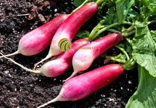 Quá trình củ cải trắng phát triển và cần tỉa thưa để củ đạt kích thước lớn trong chậu