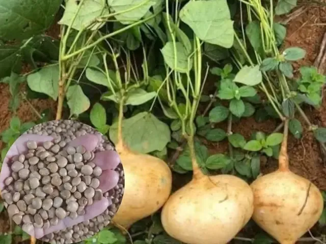 Chuẩn bị và ủ hạt giống củ đậu trước khi gieo