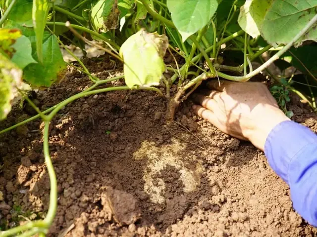 Lên luống cao và chuẩn bị đất trồng củ đậu