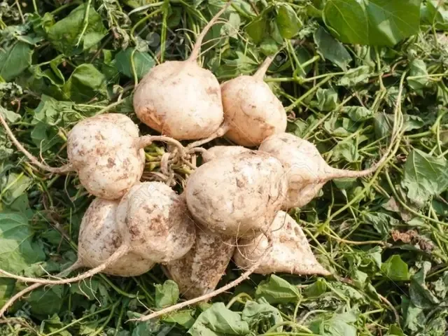 Đặc điểm thực vật học và cấu tạo của rễ củ đậu