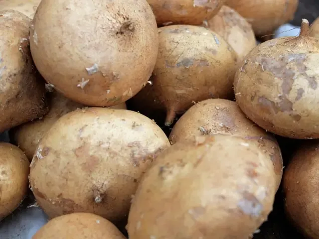 Lưu ý quan trọng để tối ưu hóa việc trồng củ đậu