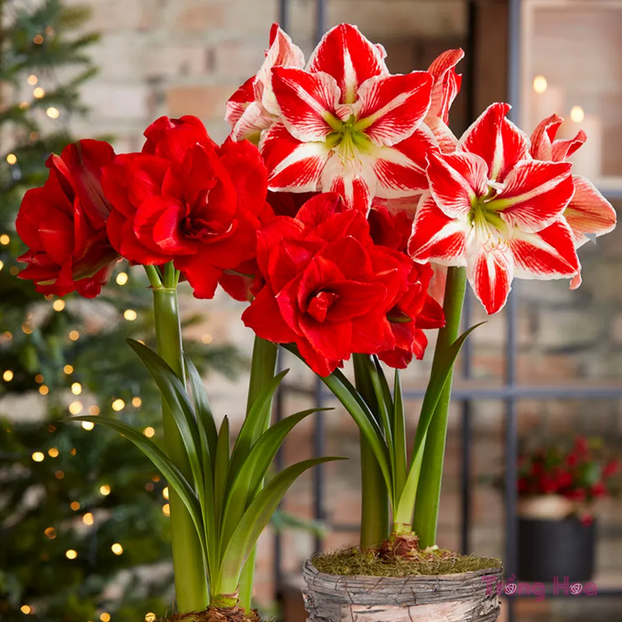 Hướng dẫn chi tiết các bước trồng củ hoa loa kèn đỏ trong chậu