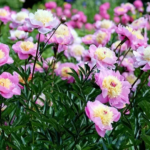 Củ hoa mẫu đơn khỏe mạnh, sẵn sàng cho việc trồng