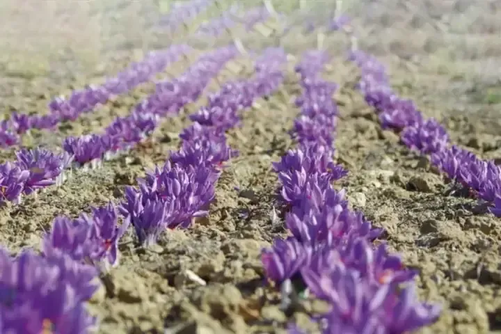 Kỹ thuật thu hoạch nhuỵ hoa saffron thủ công vào sáng sớm