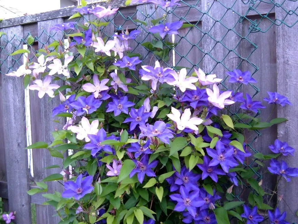 Hình ảnh một củ hoa ông lão đang được đặt vào hố trồng đúng kỹ thuật.