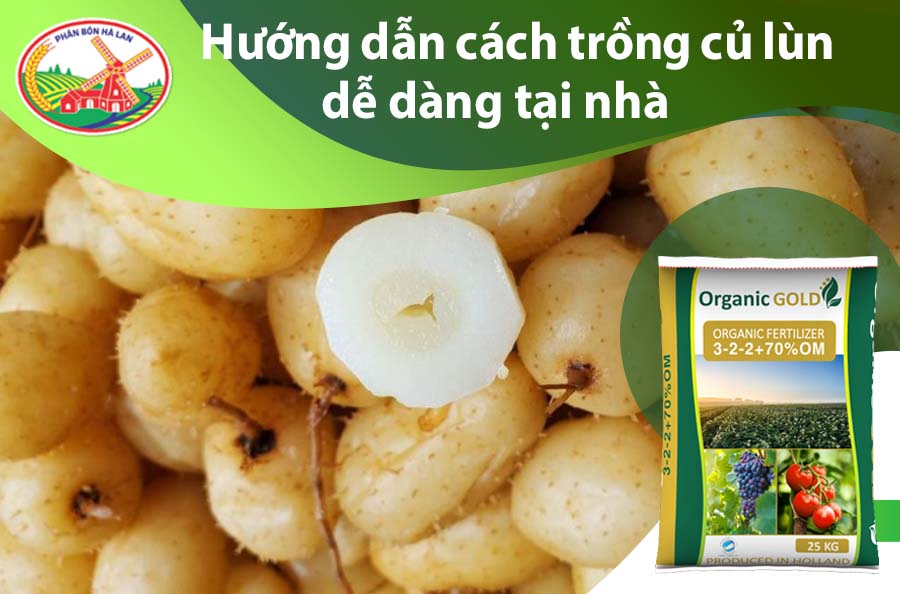 Cách Trồng Cây Củ Lùn Đạt Năng Suất Cao Và Củ Chất Lượng Cách Trồng Cây Củ Lùn Đạt Năng Suất Cao Và Củ Chất Lượng