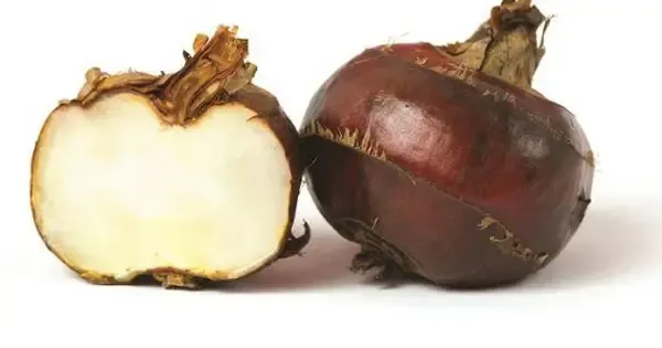 Mô tả chi tiết củ mã thầy (củ năng) tươi đã thu hoạch và làm sạch