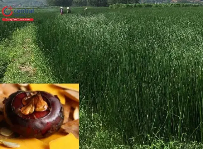 Cận cảnh củ mã thầy (Eleocharis dulcis) sau khi thu hoạch