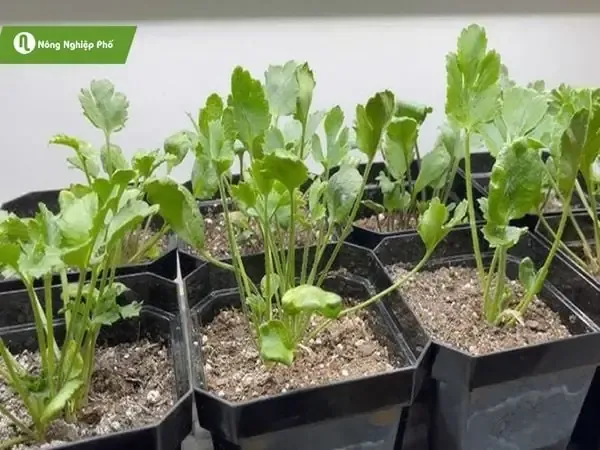 Cây hoa mao lương đang nở rộ trong chậu, biểu tượng cho kỹ thuật trồng mao lương thành công