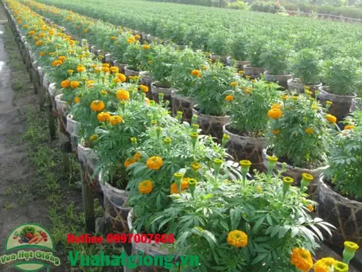 Cúc Vạn Thọ Châu Phi có hoa to và thân cây cao