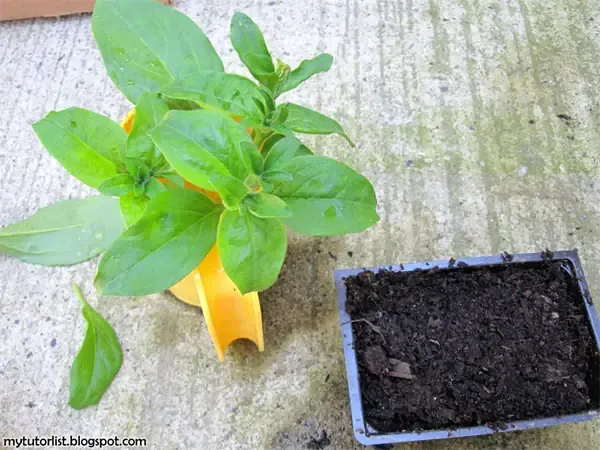 Chăm sóc và tỉa cành hoa dạ yến thảo để cây ra hoa nhiều