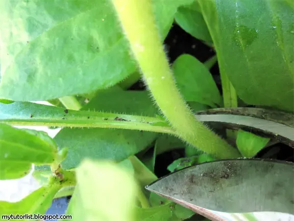 Lợi ích của việc trồng dạ yến thảo bằng cành và nhân giống tại nhà