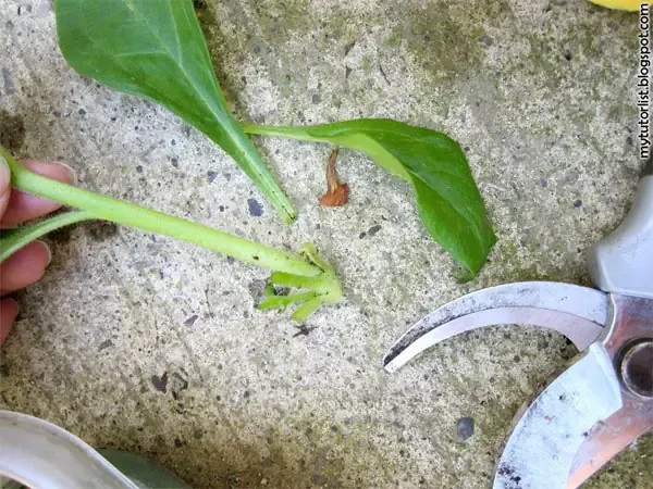 Kỹ thuật giâm cành hoa dạ yến thảo vào giá thể đất