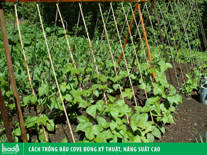 Cách Trồng Đậu Cove Và Chăm Sóc Đạt Năng Suất Cao Tại Vườn