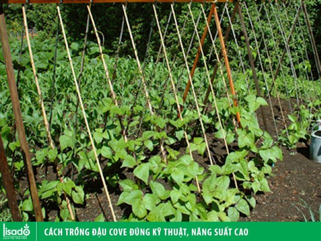 Cách Trồng Đậu Cove Leo Trong Thùng Xốp Cho Năng Suất Tối Đa Tại Nhà