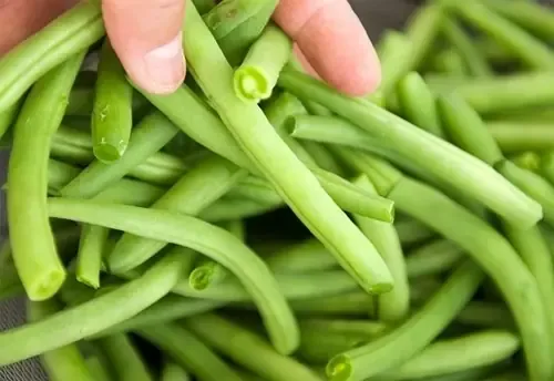 Các kỹ thuật gieo hạt đậu cove lùn trong thùng xốp