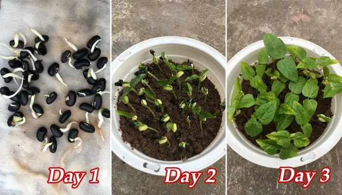 Ví dụ về chậu trồng và giá thể phù hợp cho cách trồng đậu đen xanh lòng tại nhà