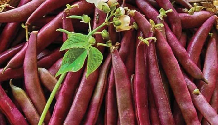 Cách trồng cây đậu đỏ hạt to