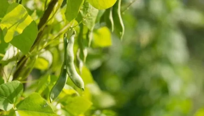 Cách trồng cây đậu đỏ tại nhà