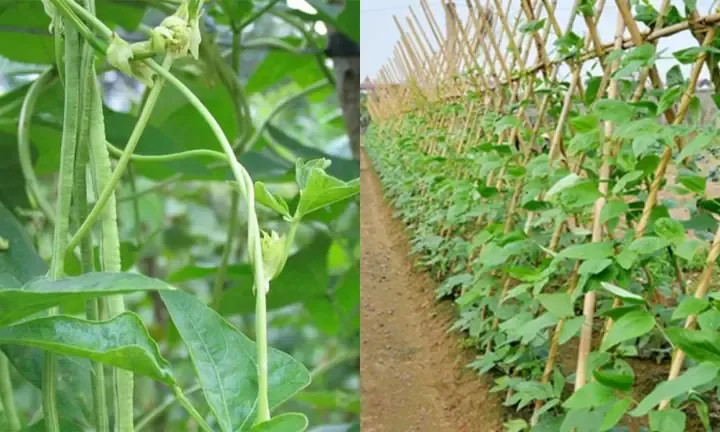 Các vụ mùa thích hợp nhất cho việc trồng đậu đũa leo