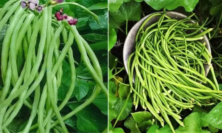 Thời gian và chu kỳ thu hoạch đậu đũa leo