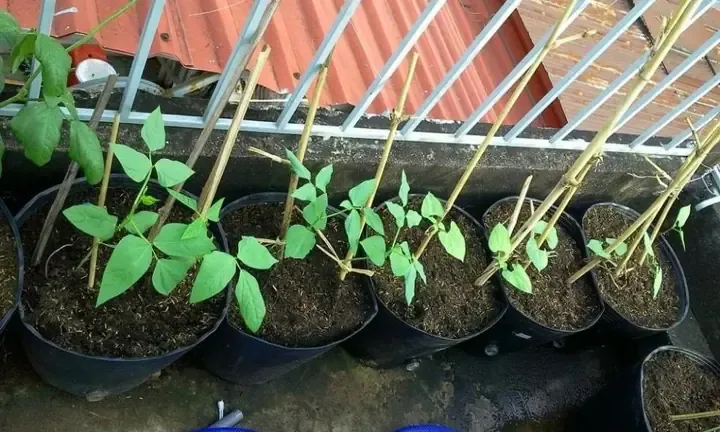 So sánh kỹ thuật chăm sóc giữa đậu đũa leo và đậu đũa lùn