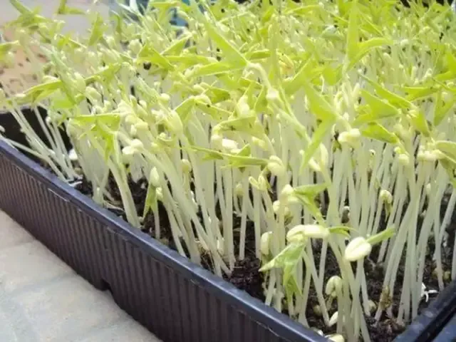 Chuẩn Bị Đất Trồng Đậu Xanh