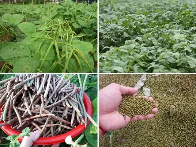 Bao Gồm Các Việc: