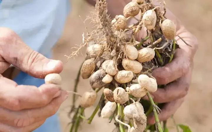 Cách Trồng Đậu Phộng Bằng Hạt Hiệu Quả