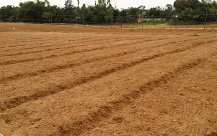 Đất Trồng Đậu Phộng Màu Mỡ Và Thoát Nước Tốt