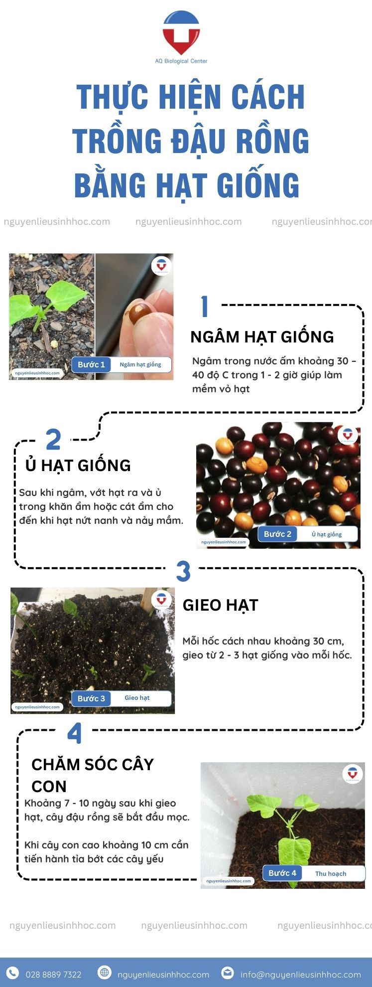 Cách Trồng Đậu Rồng: Kỹ Thuật Chuyên Sâu Cho Năng Suất Tối Đa Tại Vườn Nhà