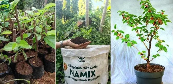 Cây dâu tằm non được giâm thành công từ cành, sẵn sàng trồng trong chậu