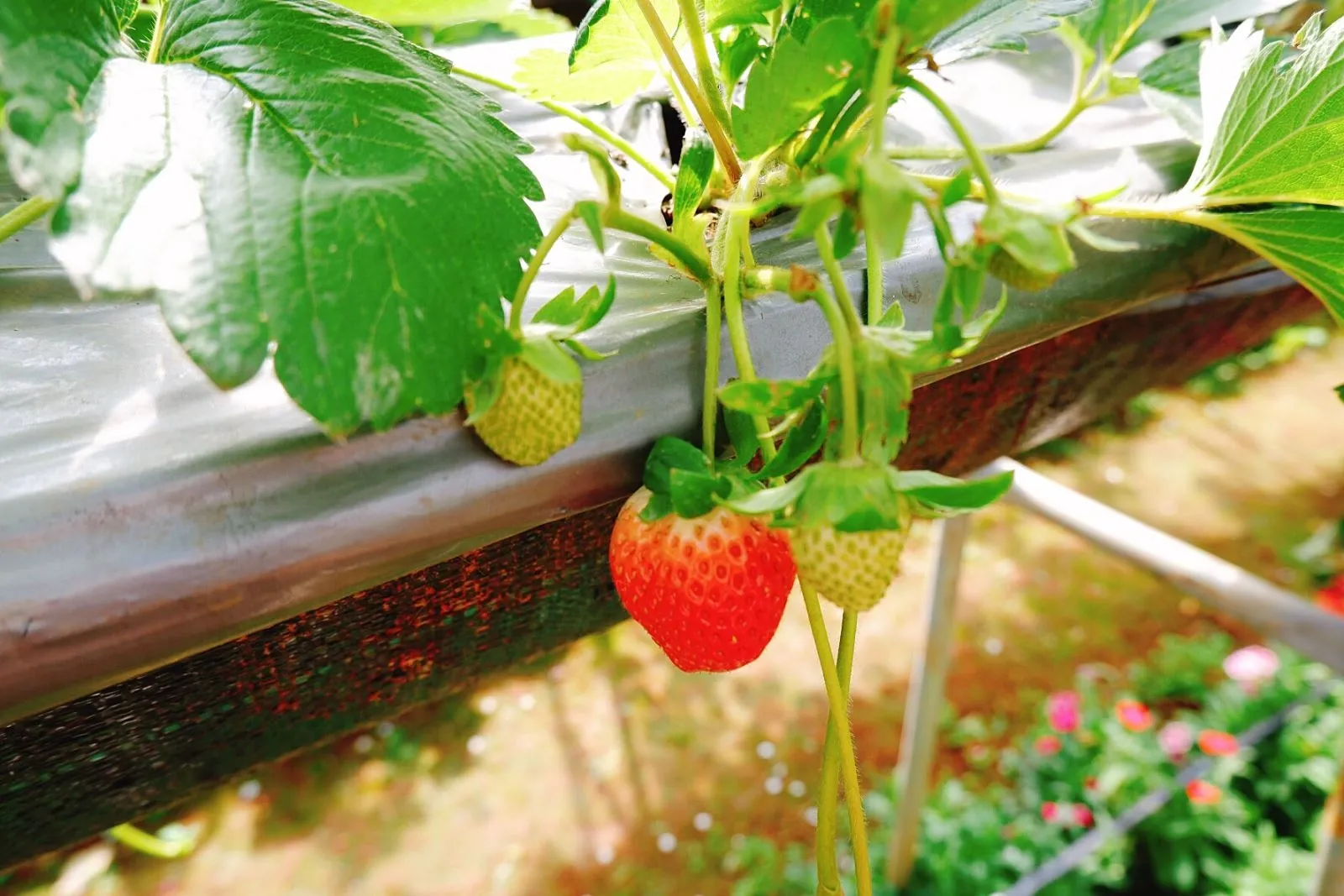 Cây dâu tây trong chậu đang ra hoa và đậu quả nhỏ, minh họa cho thành quả của cách trồng dâu tây bằng hạt tại nhà