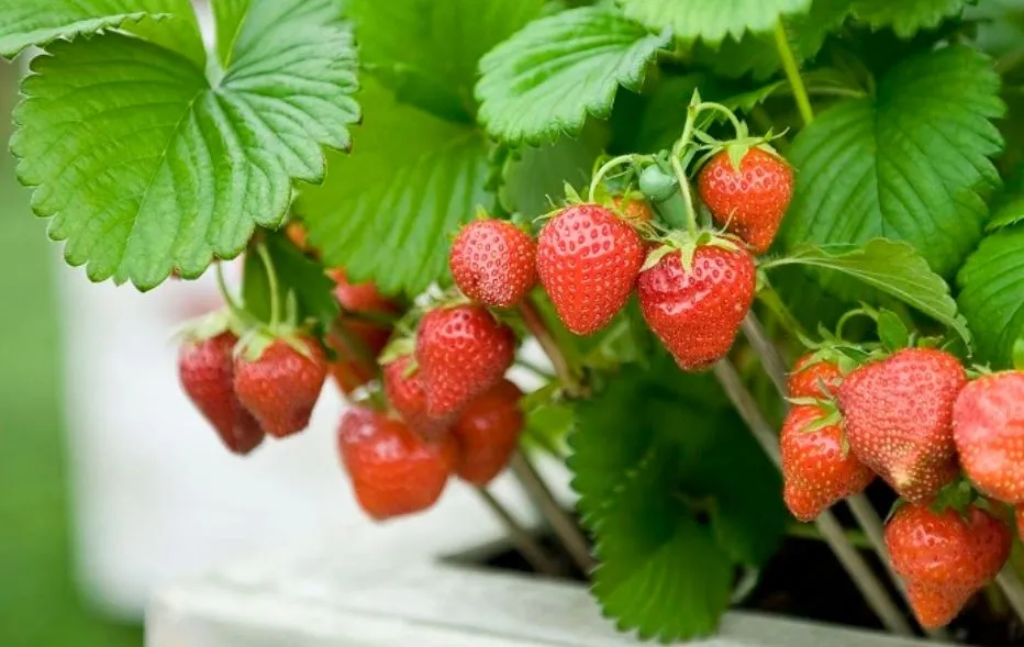 Các dụng cụ cần thiết để gieo trồng dâu tây bằng hạt, bao gồm chậu, hạt giống và đất tơi xốp